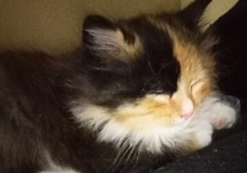 Free 7 week old fluffy calico kitten
