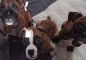 Christmas Boxer Puppies