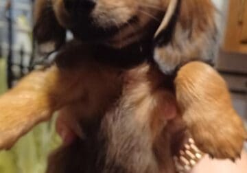 Pretty AKC long haired miniature dachshund