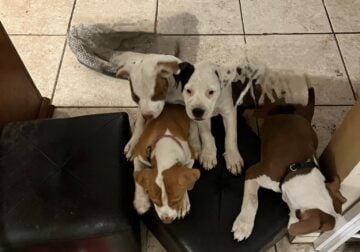 American Bully mix puppies
