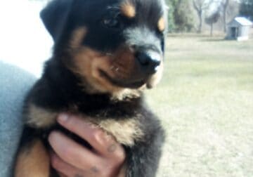 AKC Registered Rottweiler Puppies for sale