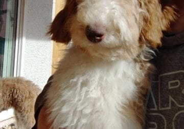 Labradoodle puppy. F2, male, top quality Labradood