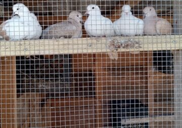 Ring neck doves