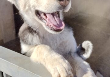 Pure Bred Siberian Husky Pups for Sale!