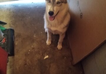 7month Siberian Husky with small rehoming fee