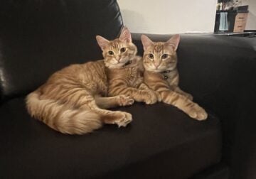 Two 5 month old Bengal kittens. Scar and Simba