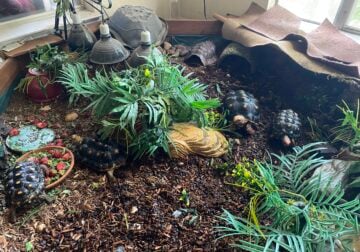 4 redfoot tortoises