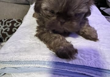 8 and 9 week Shih Tzu puppies for sale