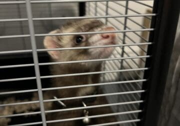 Baby ferret for sale