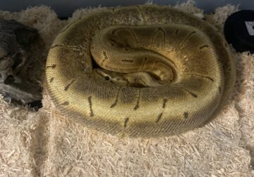 Adult female ball python with enclosure