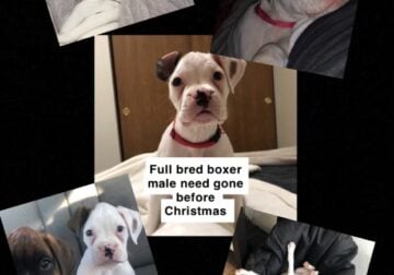 Boxer Puppy!!!!