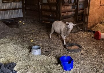 8 month old sheep, need to re home