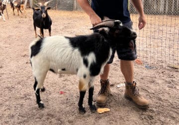 Goats Nubian Dwarf Nigerian Spanish Goat