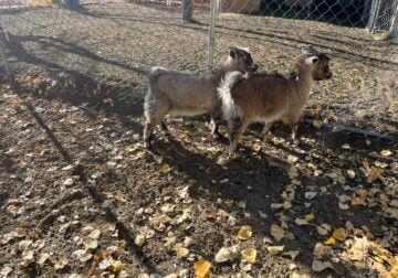 Pygora pygmy goats