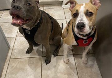 Rehoming for bonded pair