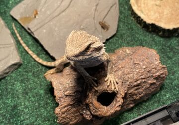 Young Bearded dragon