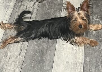 Female yorkie under a year old
