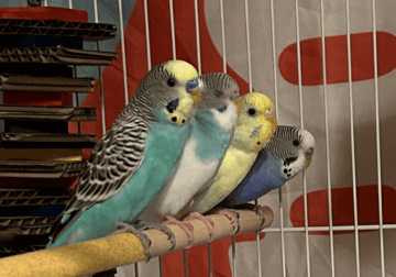 4 parakeets with cage