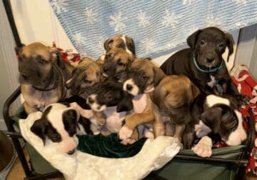 Great Dane puppies Ready by Christmas
