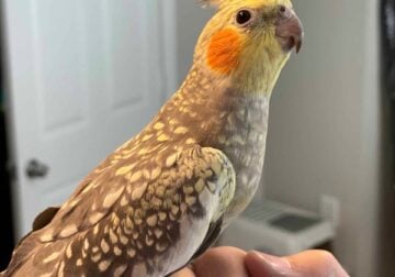 Cockatiel for sale. Cage included