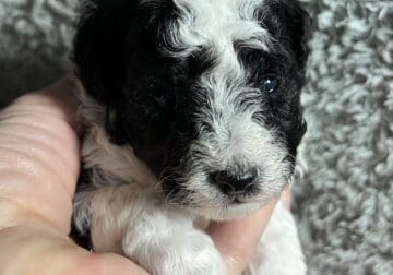 CKC ( BLACK AND WHITE ) FEMALE TOY POODLE PUPPY !