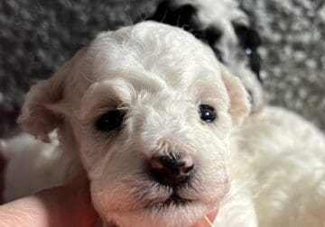 ( CHRISTMAS ) WHITE ( FEMALE ) TOY POODLE PUPPY !