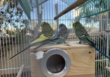 3 parakeets with cage, toys, nest, food and sprays