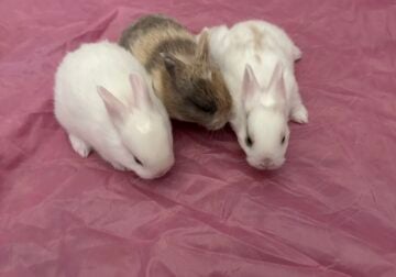 Baby Bunnies for Adoption