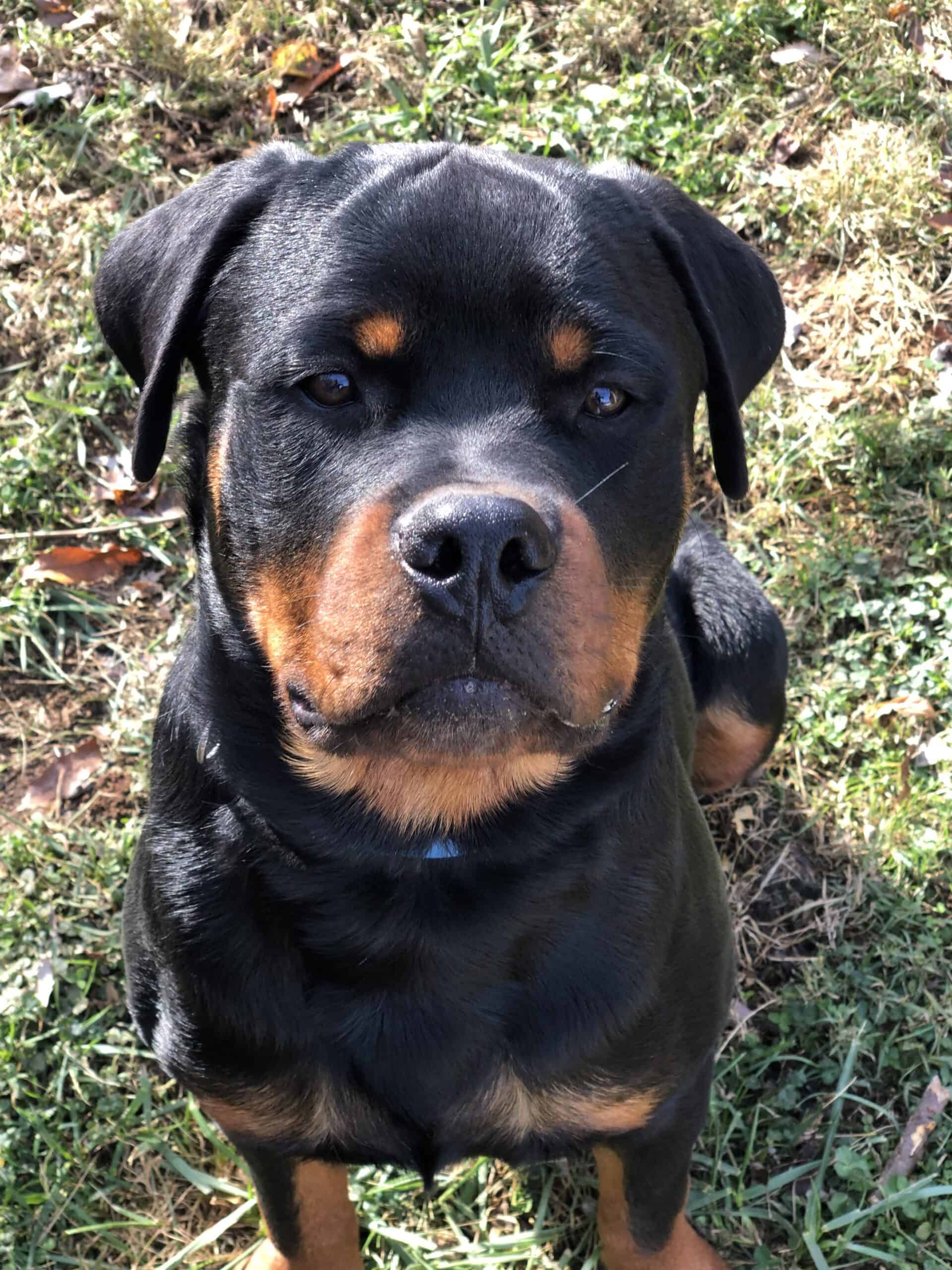 Rottweiler puppy | PetClassifieds.com