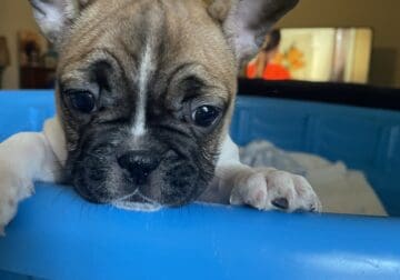 Frenchie puppies 4 sale