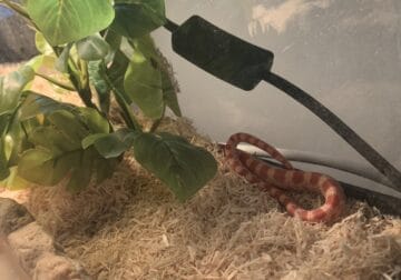 Corn snake(cage, lamp, other items included)