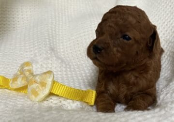 Red rover! Micro mini golden doodle