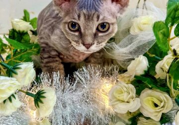 Adorable Minskin Kitten (perfect gift for anyone)