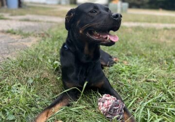 Rottweiler for rehoming