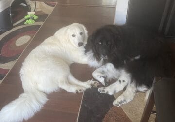 Great Pyrenees 3 year old female
