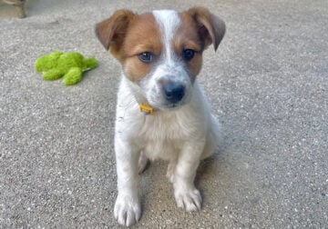 Jack Rusell Terrie Puppies Mixes looking for homes