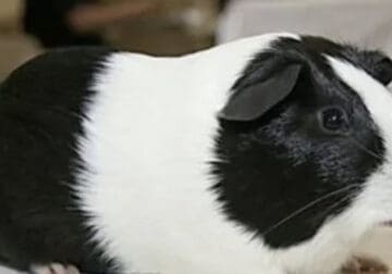 Two female guinea pigs that are bonded