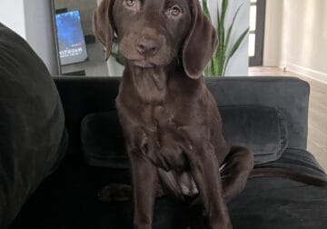 Chocolate Girl Lab for Sale