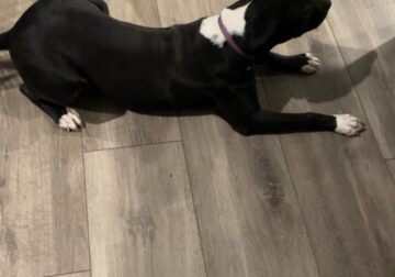 7 mos old female pit for sale