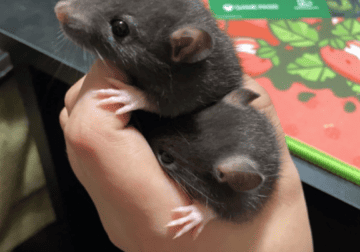 Teeny and Tiny | Bonded Baby Rats