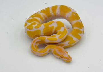 Balls python for sale all prices all genetic
