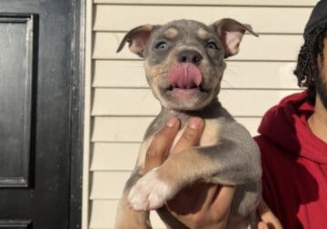 American Bully Puppies for sale with papers