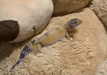 Leopard gecko and tank