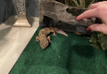 Leopard Gecko complete Habitat and 15 accessories