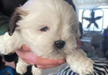 8 week old Lhasa Apso on the 22nd of december