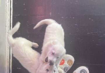Purebred American Eskimo puppies