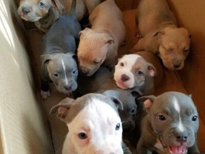 Anerican pit bull terrier puppies
