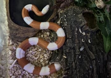 Albino Nelson’s Milk Snake