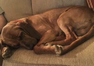 Older Bloodhound needs home