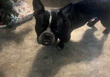Micro Bully For Sell